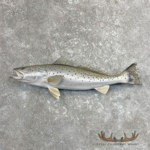 Sea Trout Taxidermy Fish Mount Taxidermy