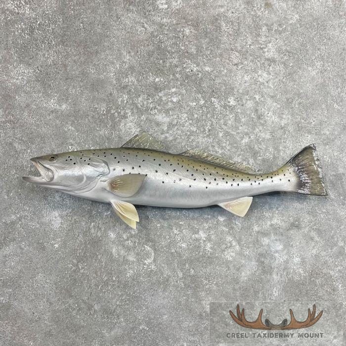 Sea Trout Taxidermy Fish Mount For Sale