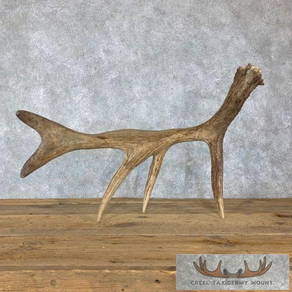 Rare Cervine Moose Shed (Self Standing) Taxidermy Decor For Sale
