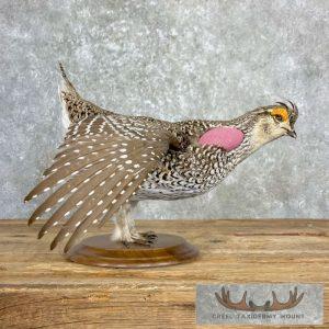 Sharp-tailed Grouse Taxidermy Bird Mount Taxidermy