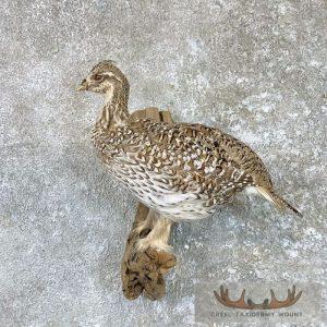 Sharp-tailed Grouse Taxidermy Mount Taxidermy