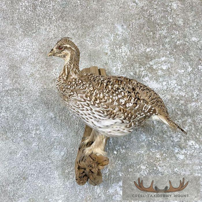 Sharp-tailed Grouse Taxidermy Mount For Sale