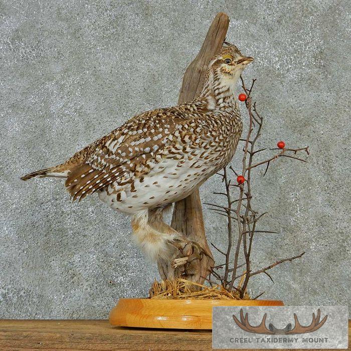 Standing Sharp-Tailed Grouse Taxidermy Mount