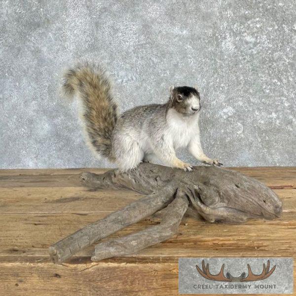 Sherman's Fox Squirrel Life-Size Taxidermy Mount For Sale