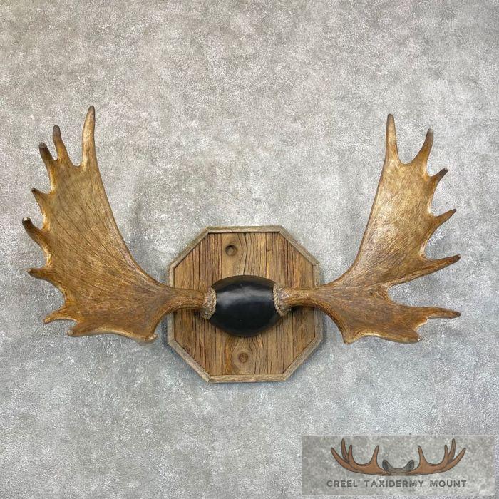 Shiras Moose Antler Taxidermy Plaque For Sale