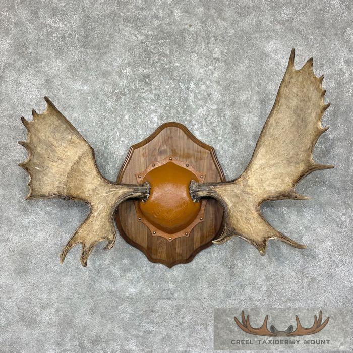 Shiras Moose Antler Taxidermy Plaque For Sale