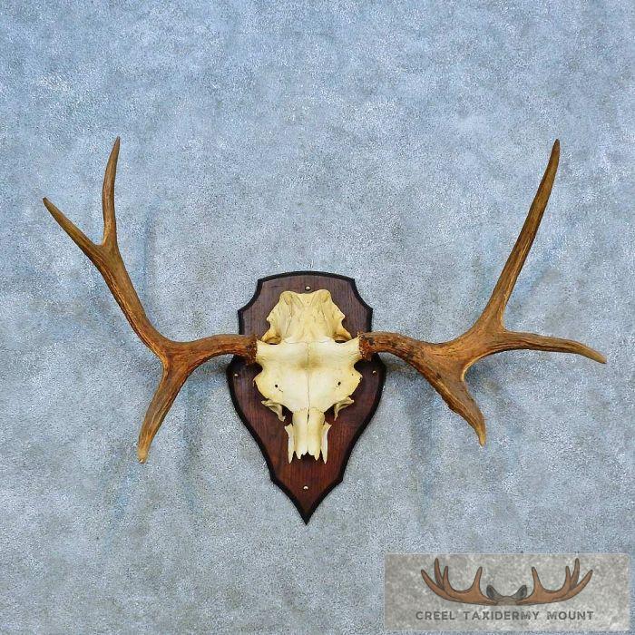 Siberian Moose Antler Plaque Taxidermy Mount For Sale