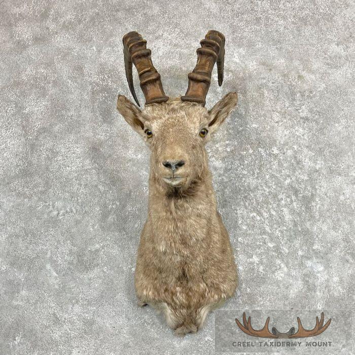 Siberian Ibex Taxidermy Shoulder Mount For Sale