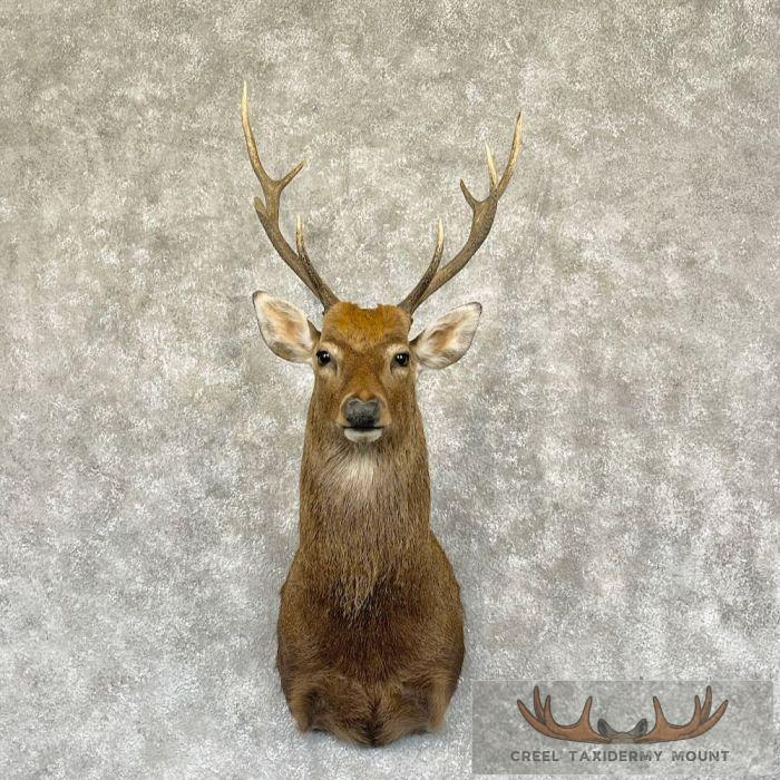 Japanese Sika Deer Shoulder Mount For Sale