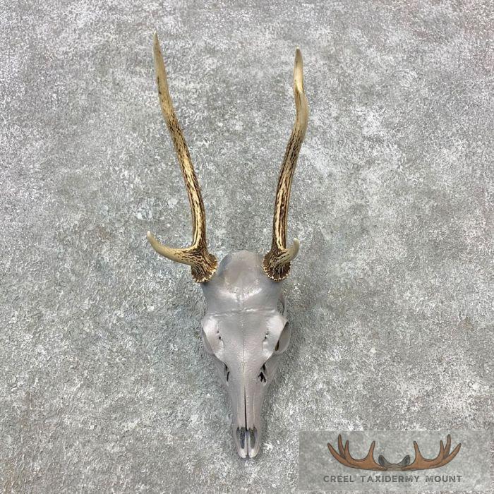 Sika Deer Skull & Antler European Mount For Sale
