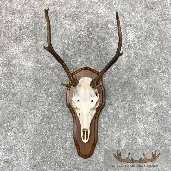 Sika Deer Skull Plaque Taxidermy Mount For Sale