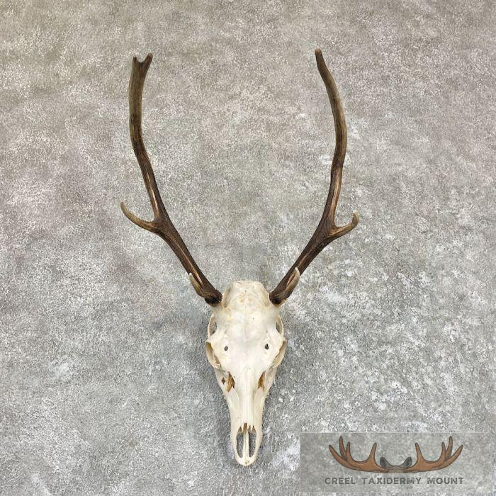 Sika Deer Skull Taxidermy Mount For Sale
