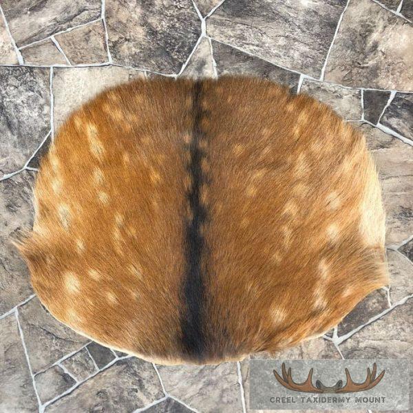 Sika Deer Back Hide Taxidermy Tanned Skin For Sale