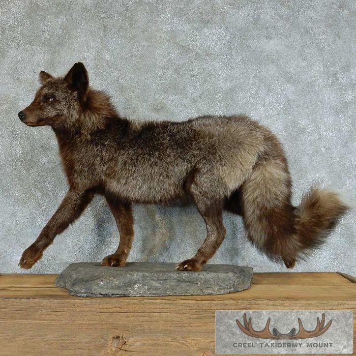 Walking Silver Fox Life-Size Mount