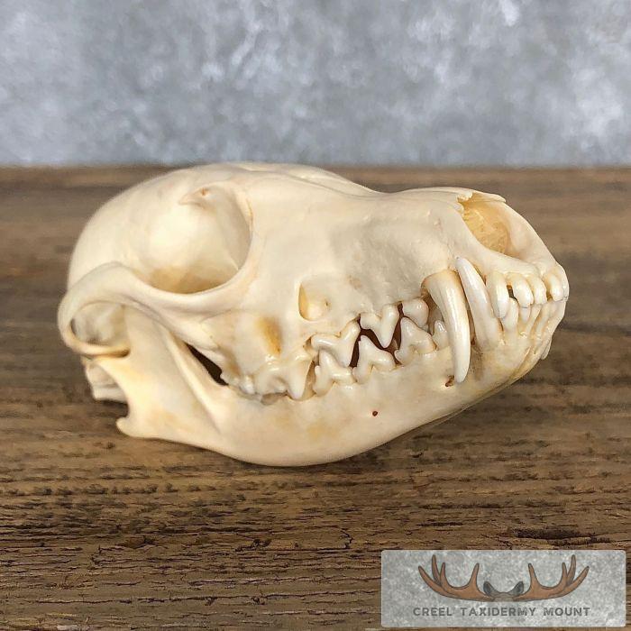 Silver Fox Full Skull Taxidermy Mount For Sale
