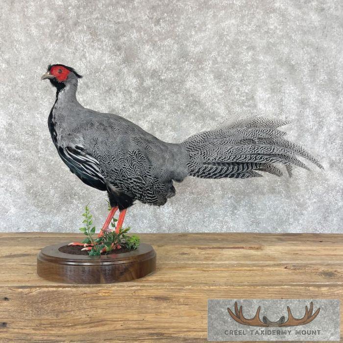 Silver Pheasant Cross Taxidermy Bird Mount For Sale