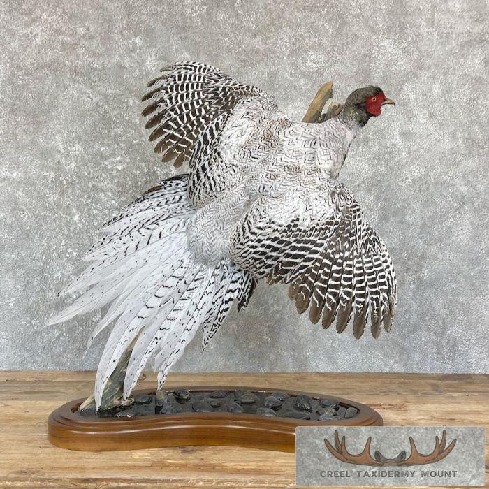 Silver/Ringneck Cross Pheasant Taxidermy Bird Mount For Sale