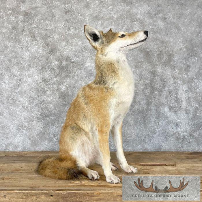 Sitting Coyote Life Size Taxidermy Mount For Sale