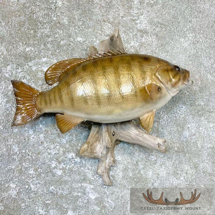 Smallmouth Bass Taxidermy Fish Mount For Sale