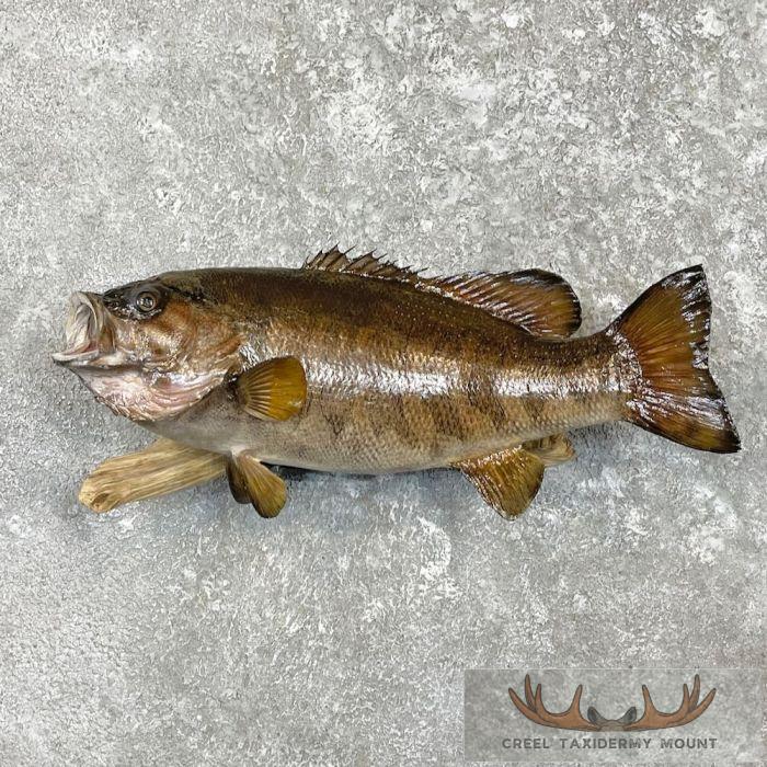 Smallmouth Bass Taxidermy Fish Mount For Sale