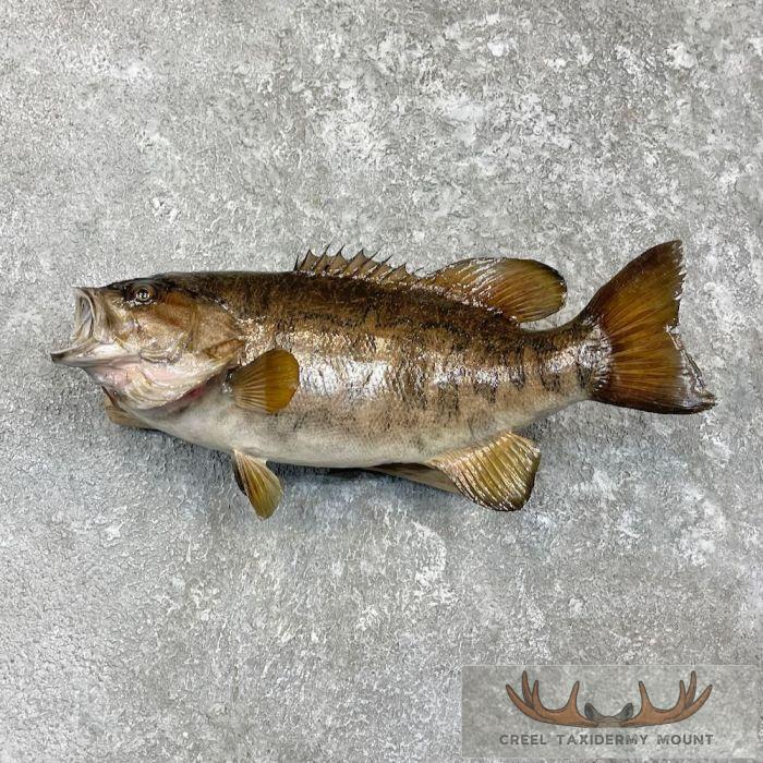 Smallmouth Bass Taxidermy Fish Mount For Sale