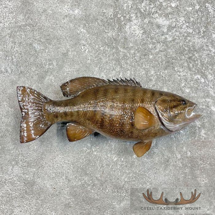 Smallmouth Bass Taxidermy Fish Mount For Sale