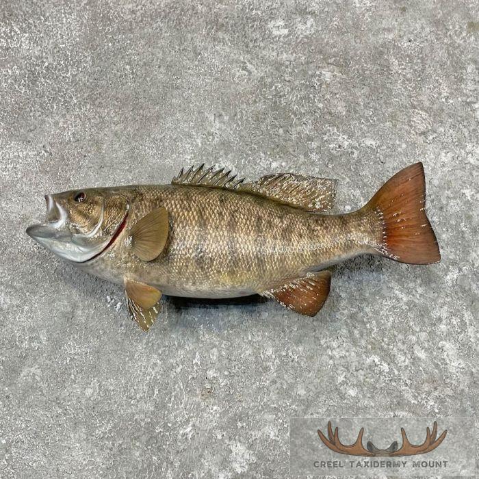 Smallmouth Bass Taxidermy Fish Mount For Sale