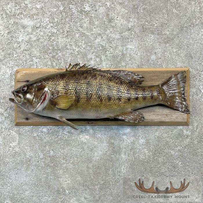 Smallmouth Bass Taxidermy Fish Mount For Sale