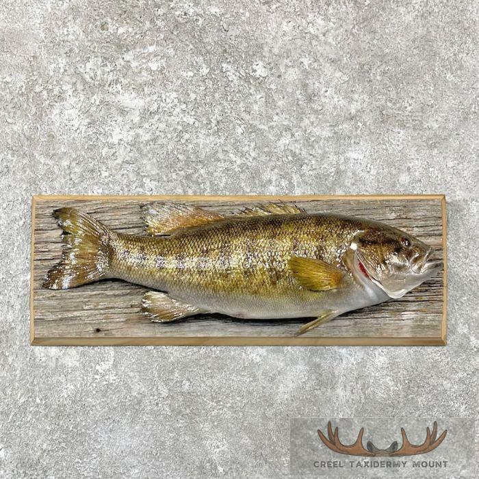 Smallmouth Bass Taxidermy Fish Mount For Sale