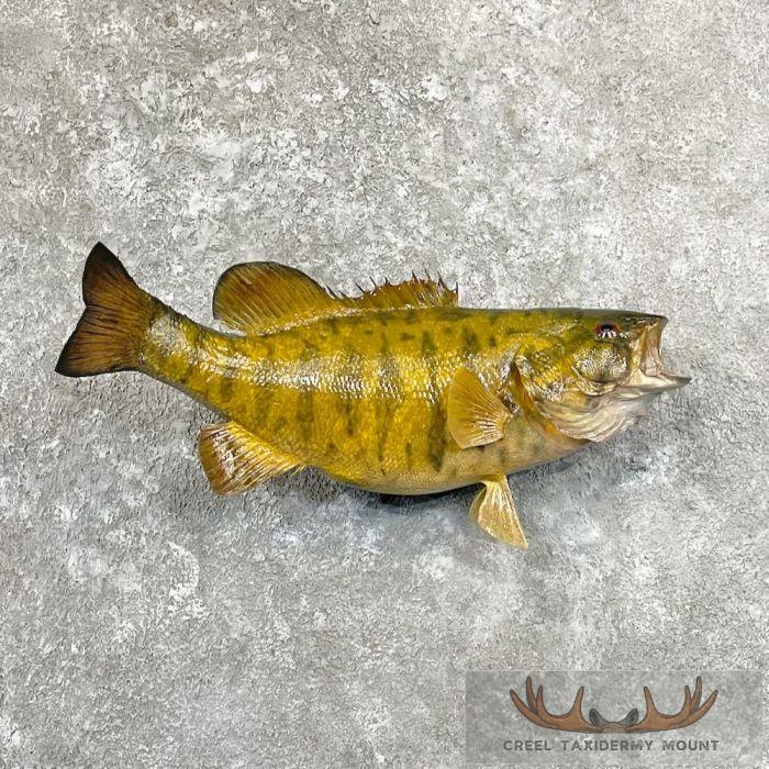 Smallmouth Bass Taxidermy Fish Mount For Sale