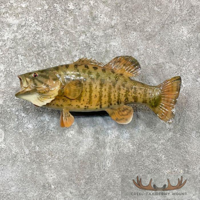 Smallmouth Bass Taxidermy Fish Mount For Sale