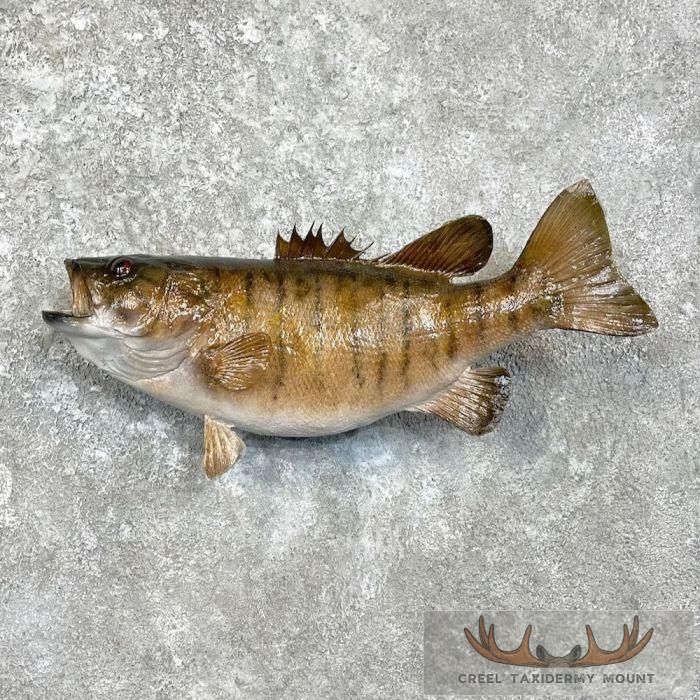 Smallmouth Bass Taxidermy Fish Mount For Sale