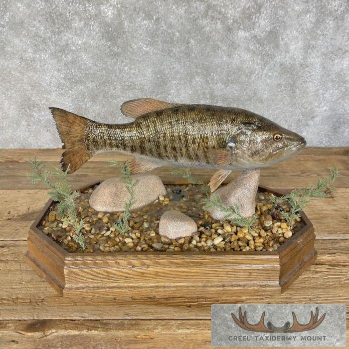 Smallmouth Bass Taxidermy Fish Mount For Sale