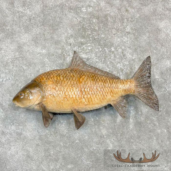 33" Smallmouth Buffalo Fish Taxidermy Mount For Sale