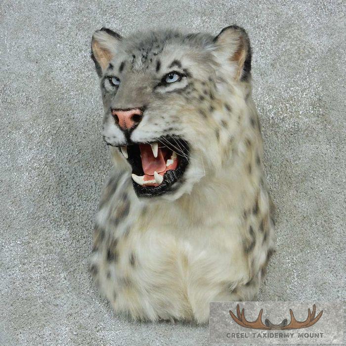 Reproduction Snow Leopard Shoulder Mount For Sale