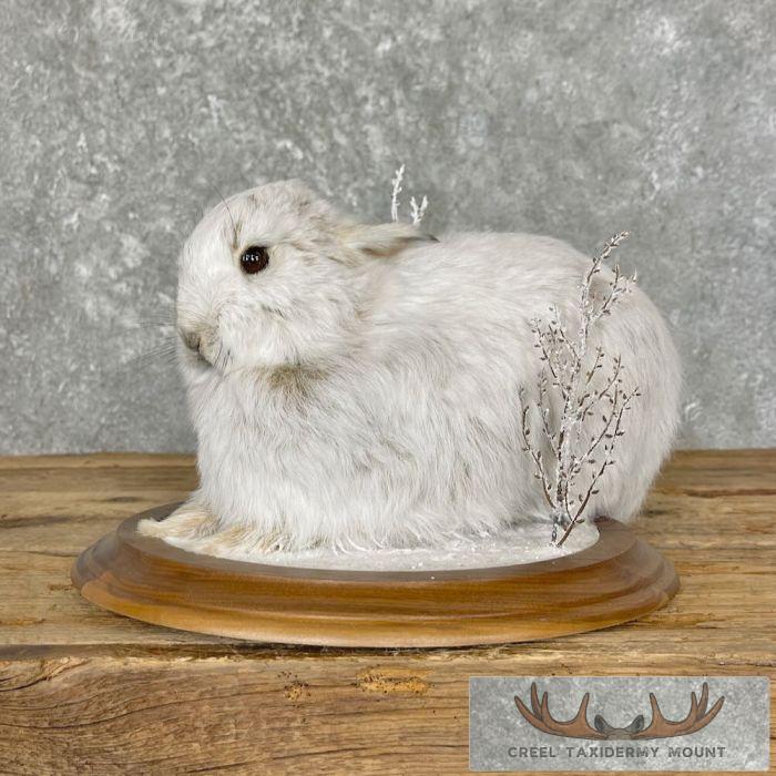 Snowshoe Hare (Rabbit) Taxidermy Mount For Sale