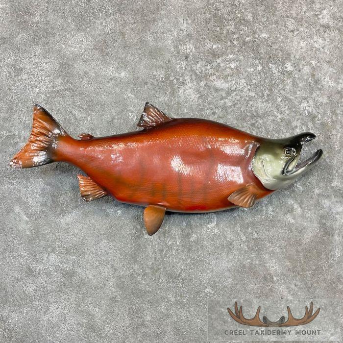 Spawning Phase Sockeye Salmon Taxidermy Mount For Sale