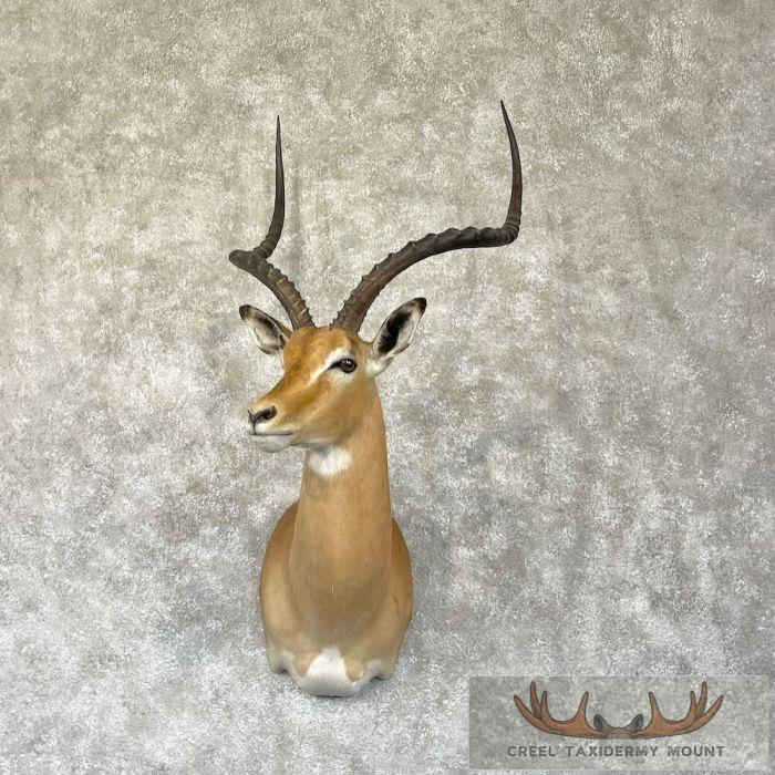 South African Impala Taxidermy Shoulder Mount For Sale