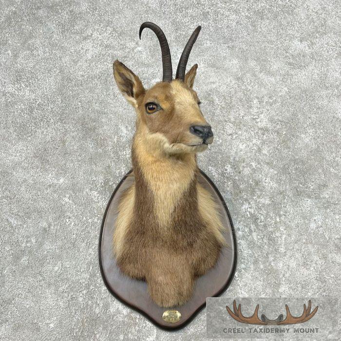 South Pacific Chamois Taxidermy Shoulder Mount For Sale