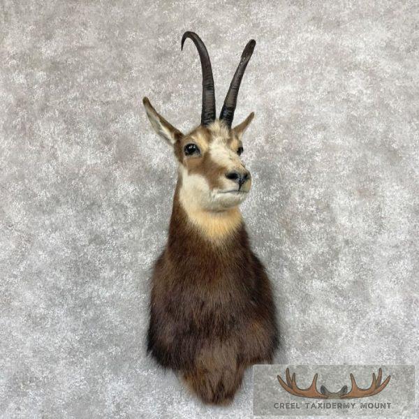 South Pacific Chamois Taxidermy Shoulder Mount For Sale