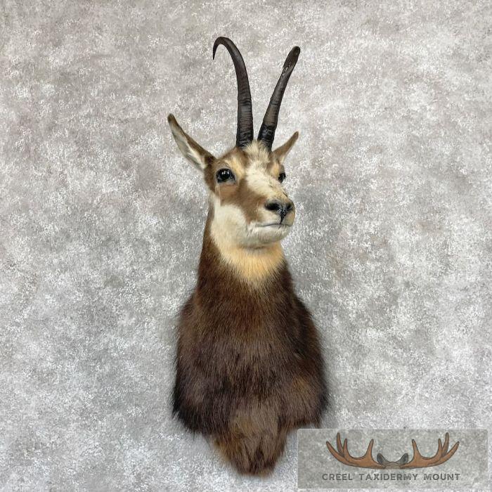 South Pacific Chamois Taxidermy Shoulder Mount For Sale