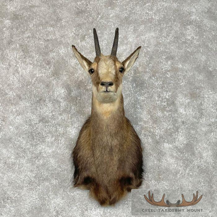 South Pacific Chamois Taxidermy Shoulder Mount For Sale