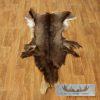 South Pacific Chamois Tanned Skin Taxidermy Rug For Sale