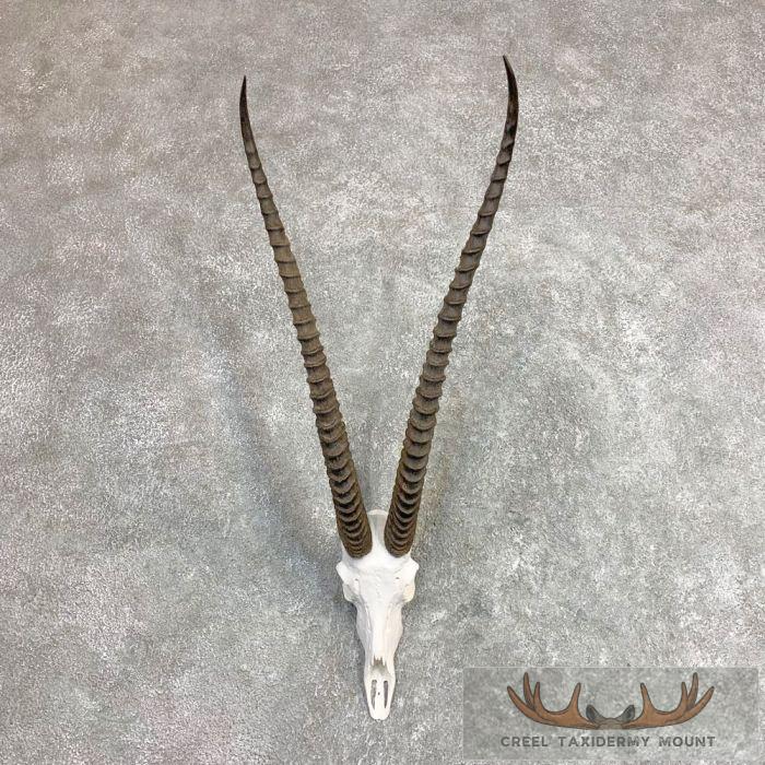 Southern Grants Gazelle Skull European Taxidermy Mount For Sale