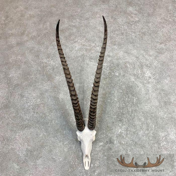 Southern Grants Gazelle Skull European Taxidermy Mount For Sale