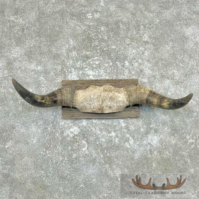 Spanish Fighting Bull European Plaque For Sale