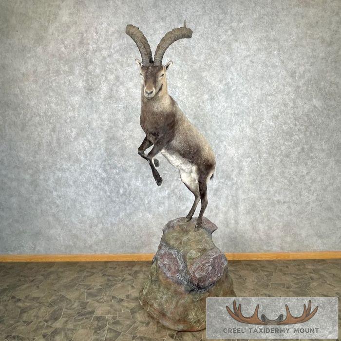 Spanish Ibex Life-Size Taxidermy Mount For Sale