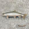 22" Splake Taxidermy Fish Mount For Sale
