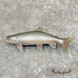 22" Splake Taxidermy Fish Mount Taxidermy