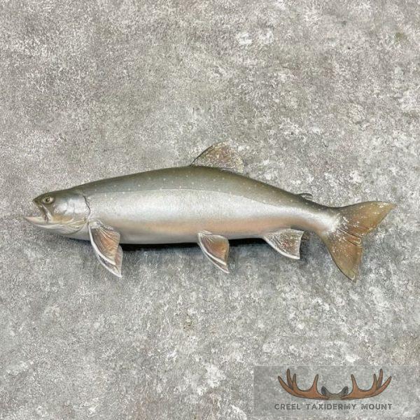 22" Splake Taxidermy Fish Mount For Sale